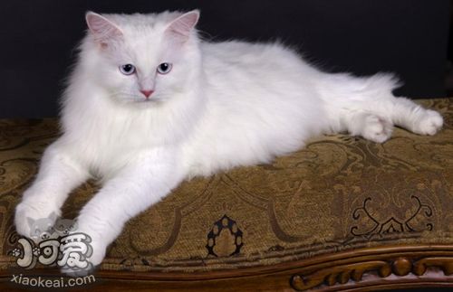 安哥拉貓飼養(yǎng)要注意什么 安哥拉貓飼養(yǎng)注意事項