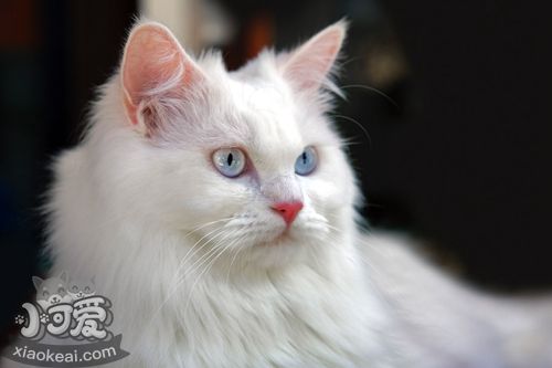 土耳其安哥拉貓好養(yǎng)嗎 安哥拉貓非常愛干凈