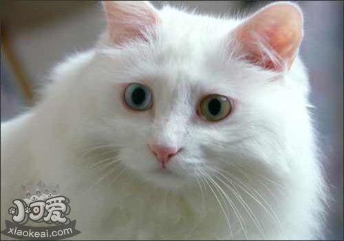 土耳其安哥拉貓掉毛怎么辦 注意適度洗澡