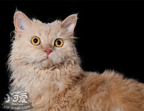 塞爾凱克卷毛貓好養(yǎng)嗎 塞爾凱克卷毛貓養(yǎng)護知識