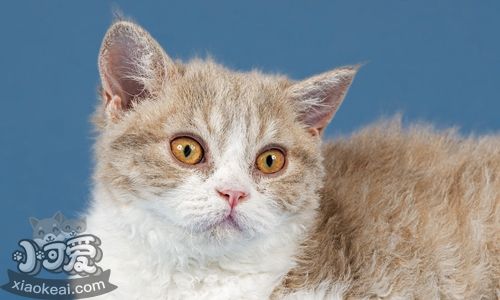 塞爾凱克卷毛貓喜歡吃什么 塞爾凱克卷毛貓喂食指南