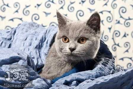 科拉特貓?jiān)趺答B(yǎng) 科拉特貓飼養(yǎng)方法