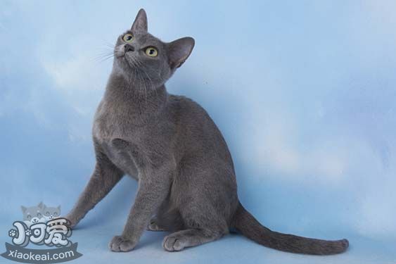 科拉特貓掉毛怎么辦 科拉特貓掉毛解決辦法