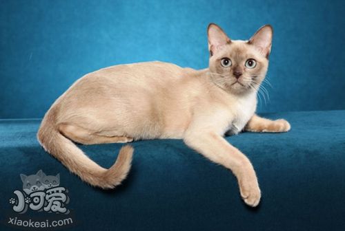 東奇尼貓怎么養(yǎng) 東奇尼貓飼養(yǎng)方法