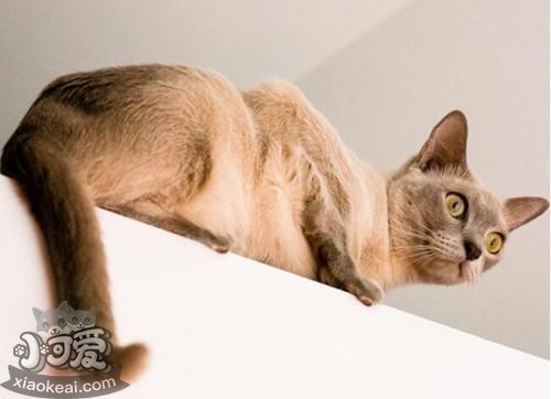 東奇尼貓好養(yǎng)嗎 東奇尼貓飼養(yǎng)經(jīng)驗(yàn)