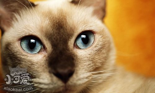 東奇尼貓吃什么 東奇尼貓喂養(yǎng)不能太隨意