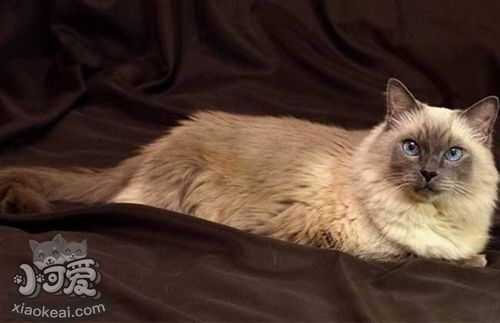 巴厘貓不能吃什么 巴厘貓喂養(yǎng)注意事項