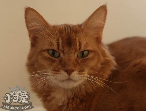 索馬里貓怎么洗澡 索馬里貓洗澡方法