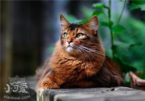 索馬里貓能吃辣嗎 辣會(huì)刺激索馬里貓味蕾