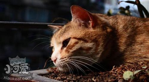 威爾斯貓吃什么 威爾斯貓喂食要點