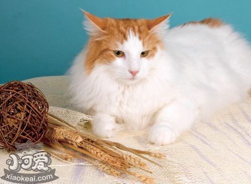 威爾斯貓毛發(fā)怎么護(hù)理 威爾斯貓毛發(fā)日常護(hù)理