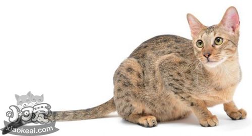 養(yǎng)威爾斯貓要注意什么 威爾斯貓飼養(yǎng)注意事項