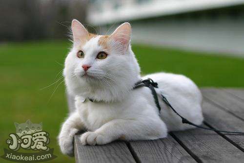 土耳其梵貓怎么喂養(yǎng) 土耳其梵貓喂養(yǎng)知識