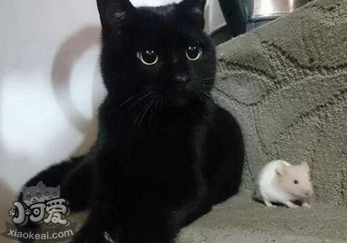 孟買貓好養(yǎng)嗎 孟買貓飼養(yǎng)心得介紹