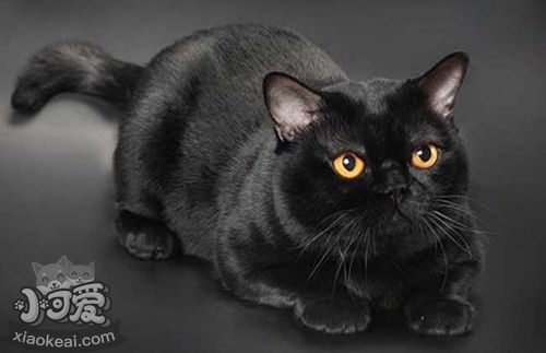 孟買(mǎi)貓應(yīng)該怎么養(yǎng) 孟買(mǎi)貓喂養(yǎng)指南