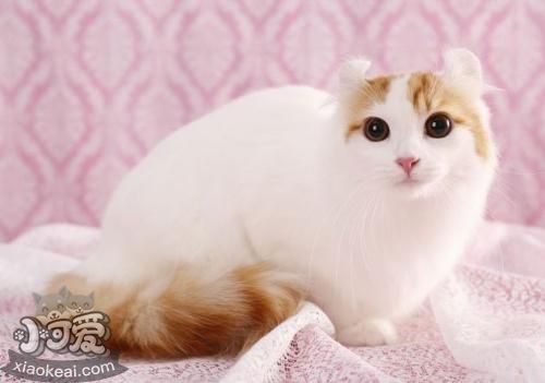 美國卷耳貓幼貓吃什么 定時定量喂食幼貓