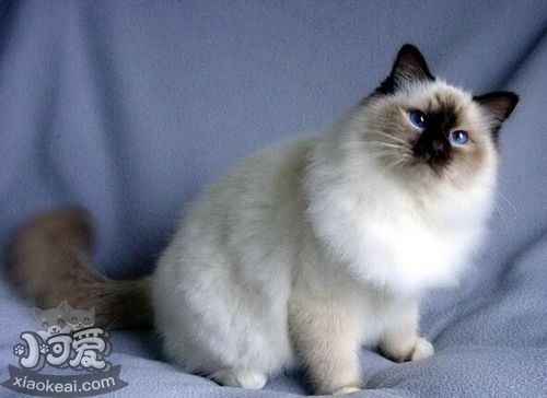 雪鞋貓怎么養(yǎng) 雪鞋貓飼養(yǎng)方法