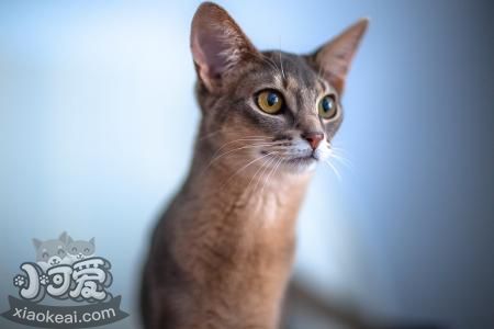 阿比西尼亞貓粘人嗎 阿比西尼亞貓習性介紹