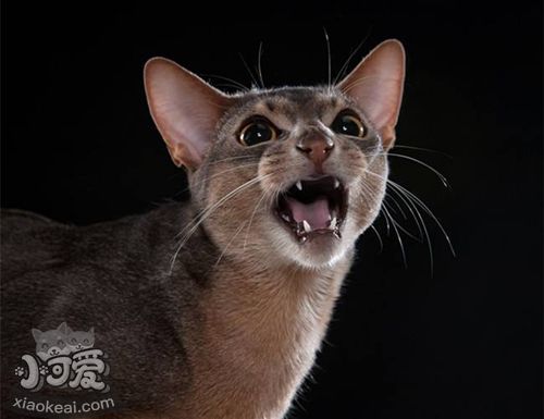 阿比西尼亞貓性格怎么樣 阿比西尼亞貓性格介紹