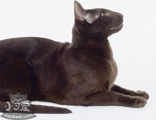 哈瓦那棕貓?jiān)趺答B(yǎng) 哈瓦那貓飼養(yǎng)方法