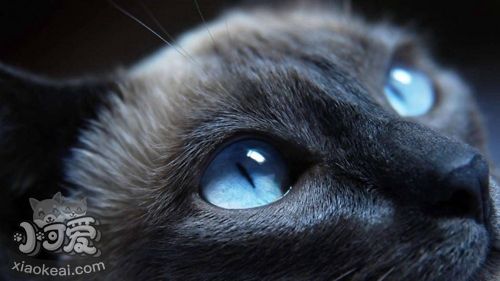 哈瓦那棕貓?jiān)趺聪丛?哈瓦那貓洗澡注意事項(xiàng)