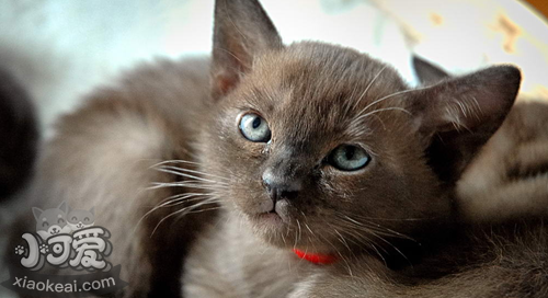 緬甸貓吃什么 緬甸貓飲食介紹