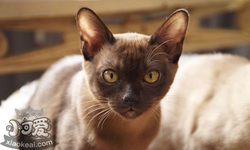 緬甸貓怎么養(yǎng) 緬甸貓飼養(yǎng)技巧