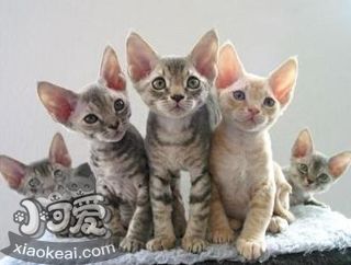 德文卷毛貓養(yǎng)護(hù)注意什么 德文卷毛貓養(yǎng)護(hù)注意事項