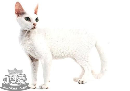 德文卷毛貓好養(yǎng)嗎 注意規(guī)律喂食