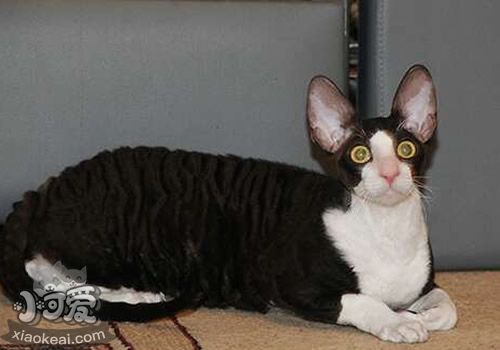 柯尼斯卷毛貓掉毛怎么辦 柯尼斯卷毛貓掉毛嚴重原因