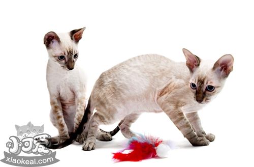 柯尼斯卷毛貓?jiān)趺答B(yǎng) 柯尼斯卷毛貓養(yǎng)護(hù)知識(shí)