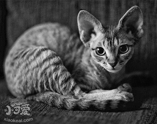 柯尼斯卷毛貓貓糧怎么挑 柯尼斯卷毛貓貓糧挑選方法