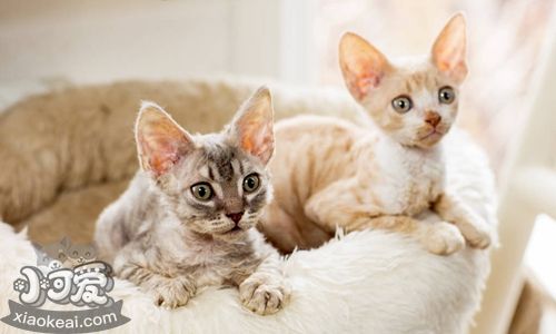 柯尼斯卷毛貓粘人嗎 柯尼斯卷毛貓習(xí)性介紹