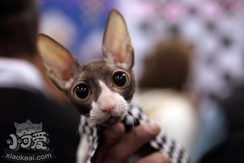 柯尼斯卷毛貓性格怎么樣 柯尼斯卷毛貓性格介紹