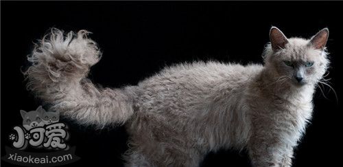 拉邦貓怎么養(yǎng) 拉邦貓飼養(yǎng)技巧