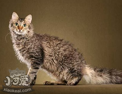 拉邦貓好養(yǎng)嗎 拉邦貓飼養(yǎng)細(xì)節(jié)