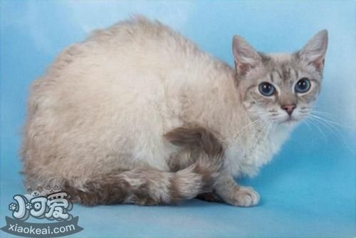 拉邦貓性格好不好 拉邦貓性格介紹