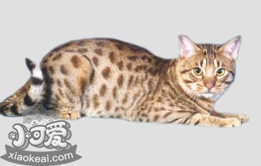 奧西貓吃什么 奧西貓貓糧選擇推薦