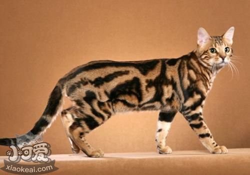 奧西貓毛發(fā)怎么護(hù)理 奧西貓毛發(fā)護(hù)理方法