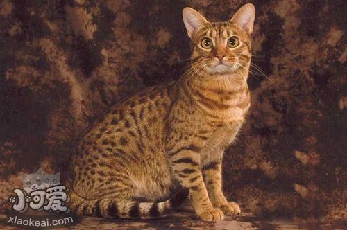 奧西貓幼貓能吃面包嗎 面包淀粉含量太高