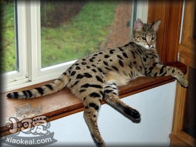 熱帶草原貓幼貓?jiān)趺答B(yǎng) 幼貓飼養(yǎng)注意事項(xiàng)