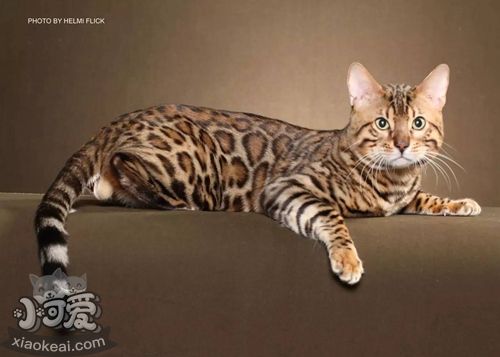 熱帶草原貓怎么喂養(yǎng) 各階段喂養(yǎng)技巧