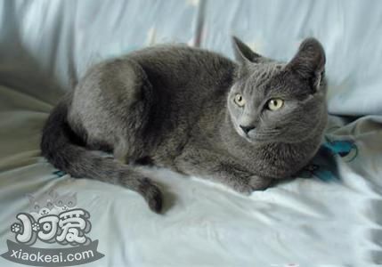 沙特爾貓?jiān)趺答B(yǎng) 沙特爾貓飼養(yǎng)方法