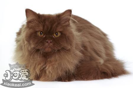 英國長毛貓不能吃什么 英國長毛貓禁忌食物
