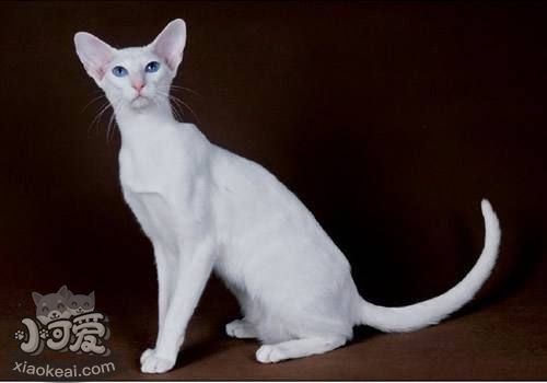 東方貓?jiān)趺答B(yǎng) 東方貓喂養(yǎng)指南