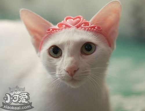 怎么給東方貓洗澡 東方貓洗澡步驟