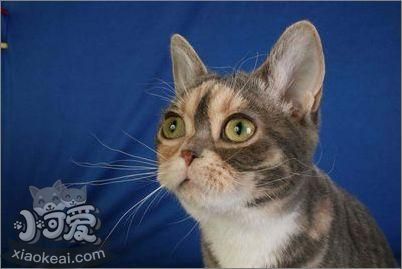 美國剛毛貓怎么養(yǎng) 美國剛毛貓飼養(yǎng)方法