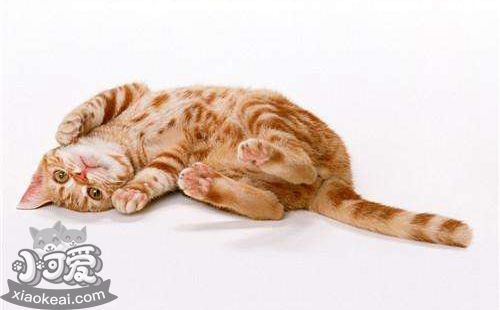 美國(guó)剛毛貓好養(yǎng)嗎 美國(guó)剛毛貓喂養(yǎng)手冊(cè)