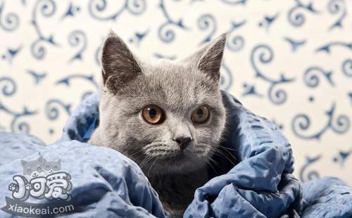 卡爾特貓怎么美容 卡爾特貓美容方法