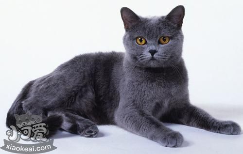 沙特爾貓?jiān)趺醇糁讣?沙特爾貓剪指甲方法